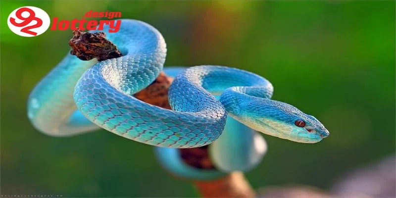 Nằm Mơ Thấy Rắn – Giải Mã Giấc Mơ Và Những Con Số May Mắn 2 Giải mã ý nghĩa giấc mơ thấy rắn